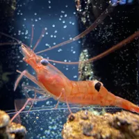 アマエビ