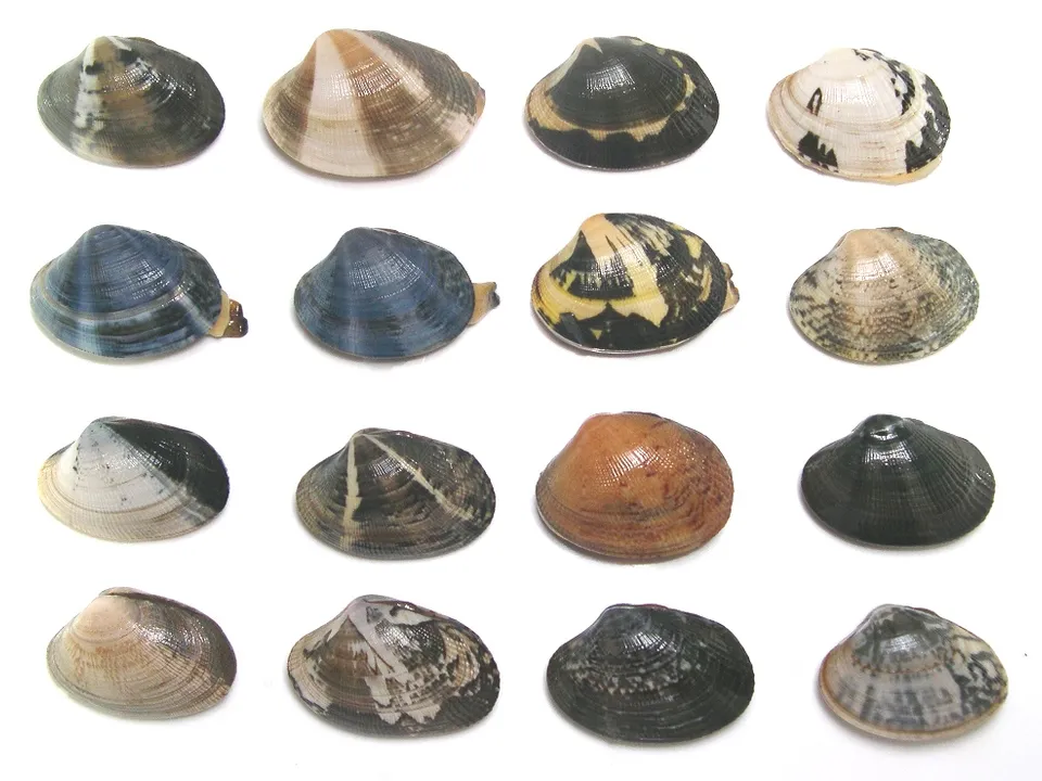 アサリ