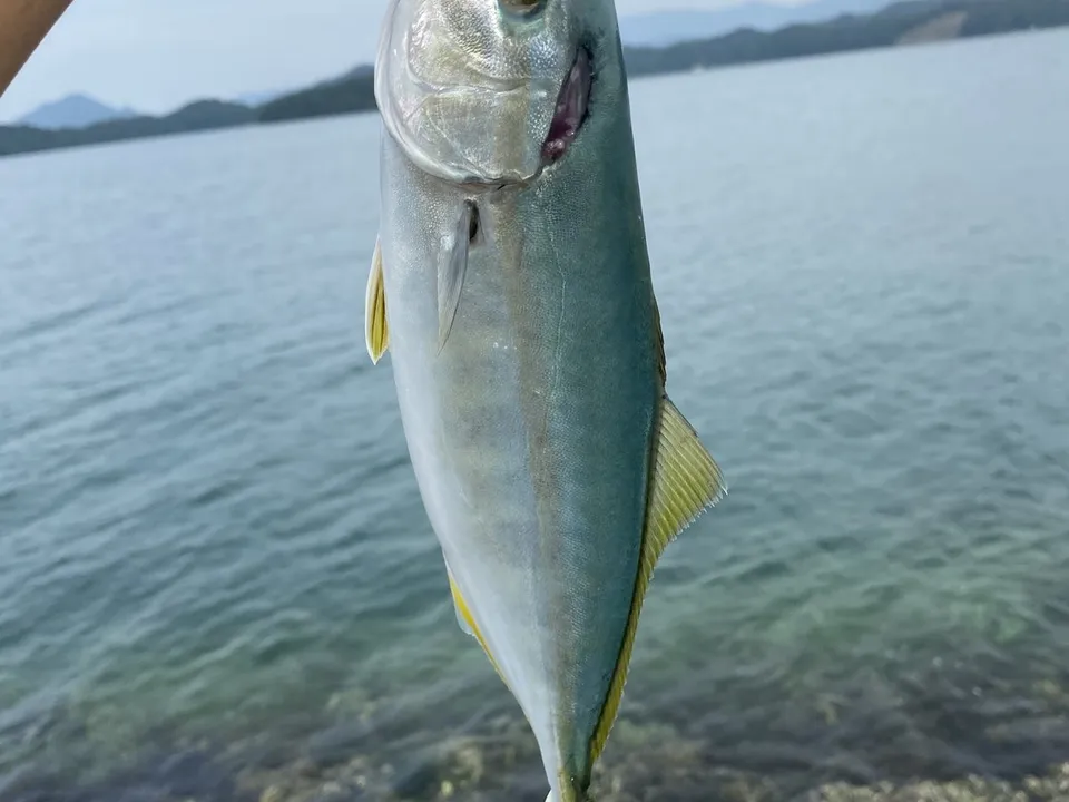ブリ