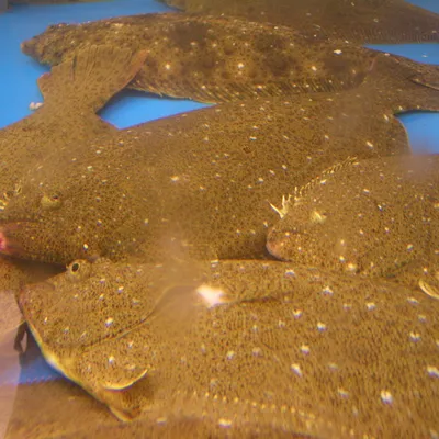 ヒラメ
