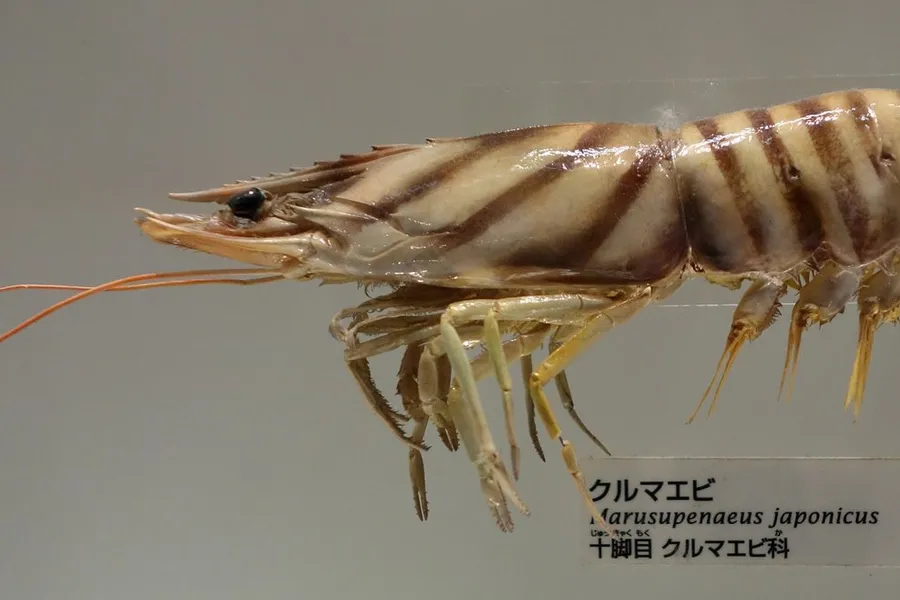 クルマエビ