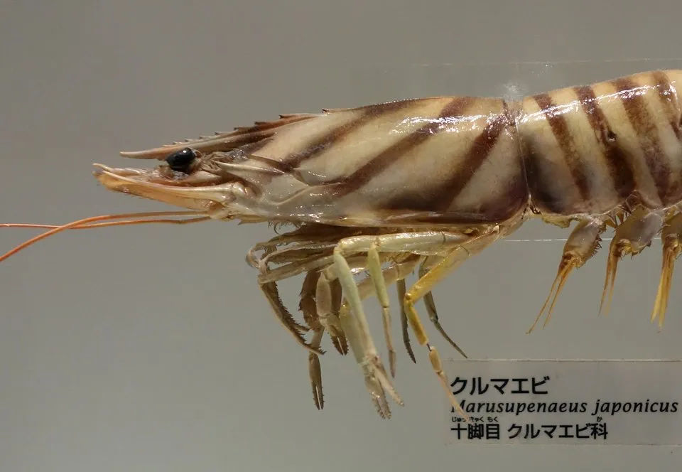 クルマエビ