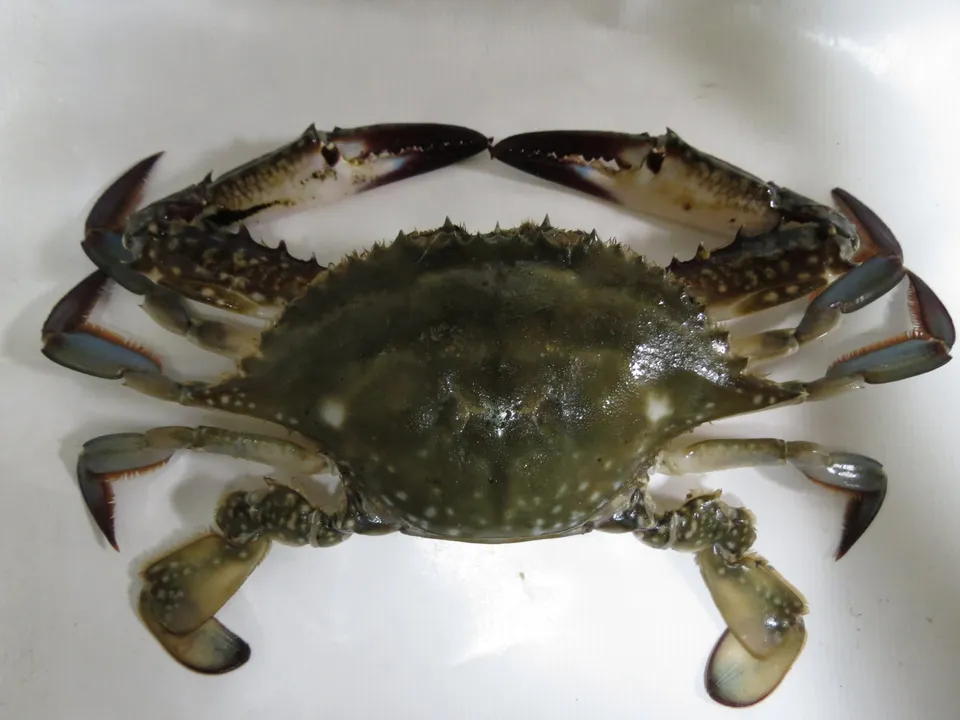 ワタリガニ