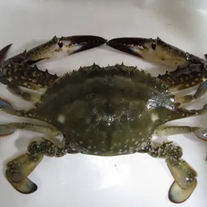 ワタリガニ