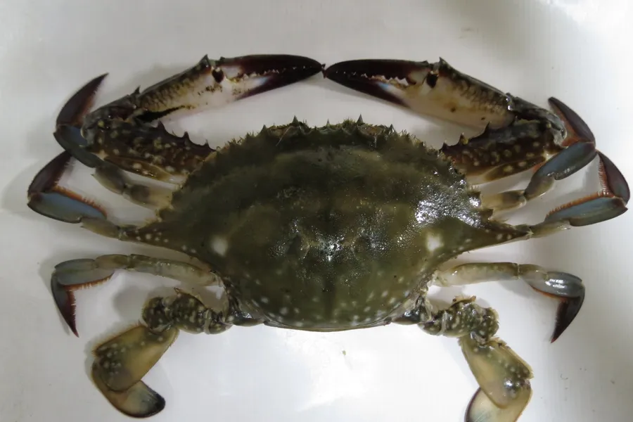 ワタリガニ